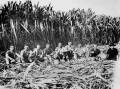 Italian sugar cane cutters in the Innisfail district, Queensland, in 1923. Left to right: R. Cavallaro, F. Leonardi, P. Zaia, A. D'Urso, M. Bonanna, S. Zappalo, L. D'Urso, G. Lizzio, Alfio Lizzio (child) and Carmela Lizzio (cook). Picture by State Library Queensland/Wikimedia Commons