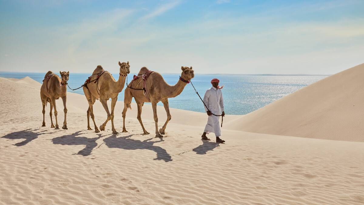 BEAUTIFUL: Camels walking around the inland sea at Qatar. Photo supplied. 