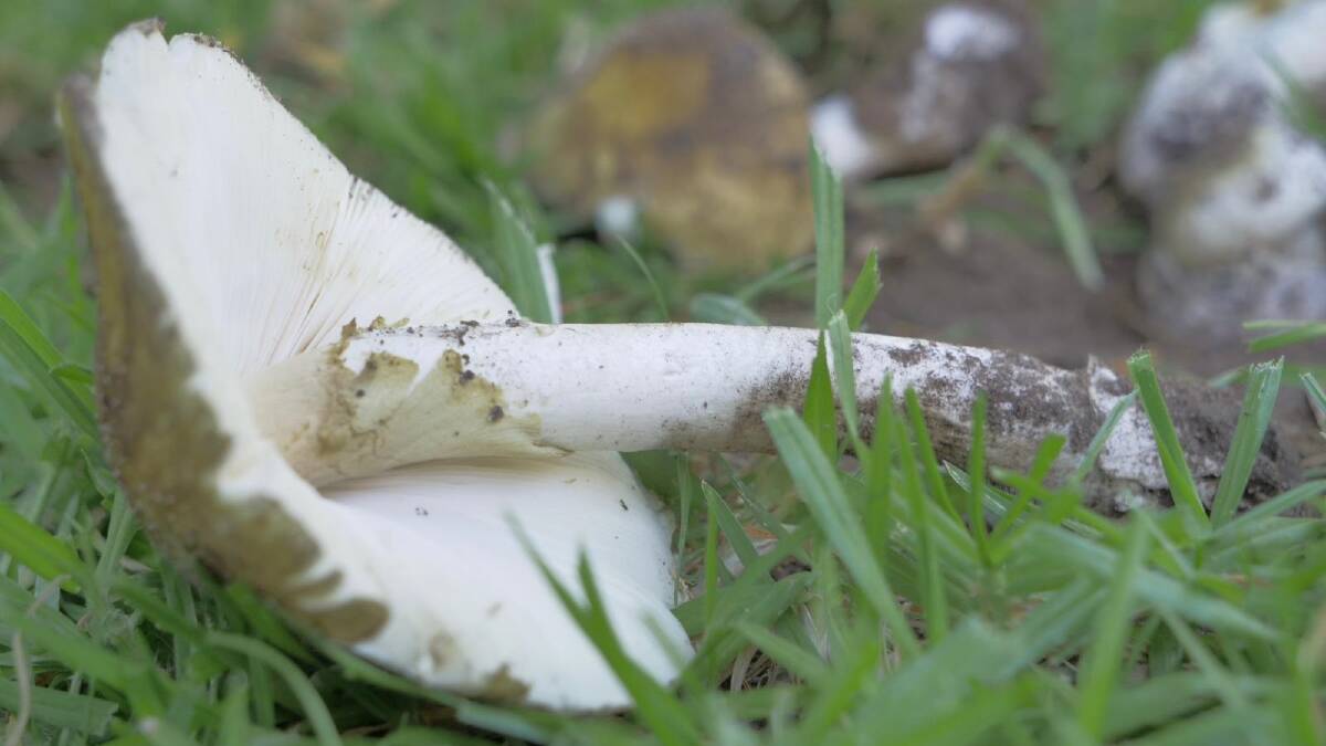 Wild mushrooms should not be eaten, SA Health warns. Picture by Mike Cranmer/SA Health