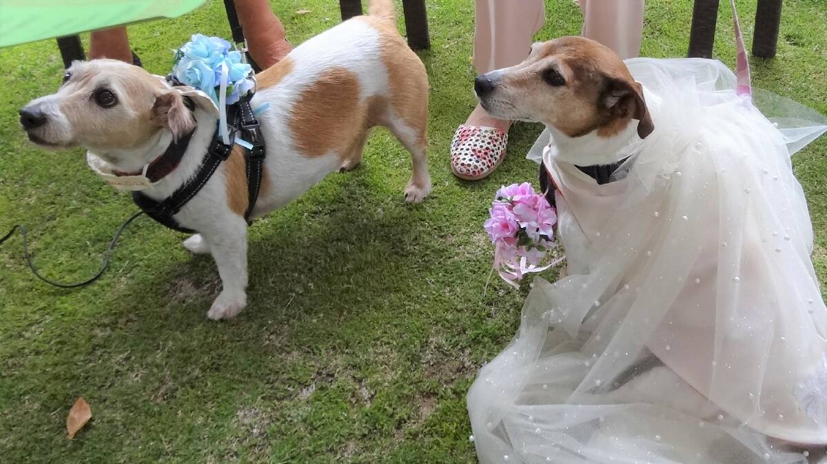 Levande Hillsview, Adelaide, furry residents Wally and Lily on their wedding day. Picture supplied