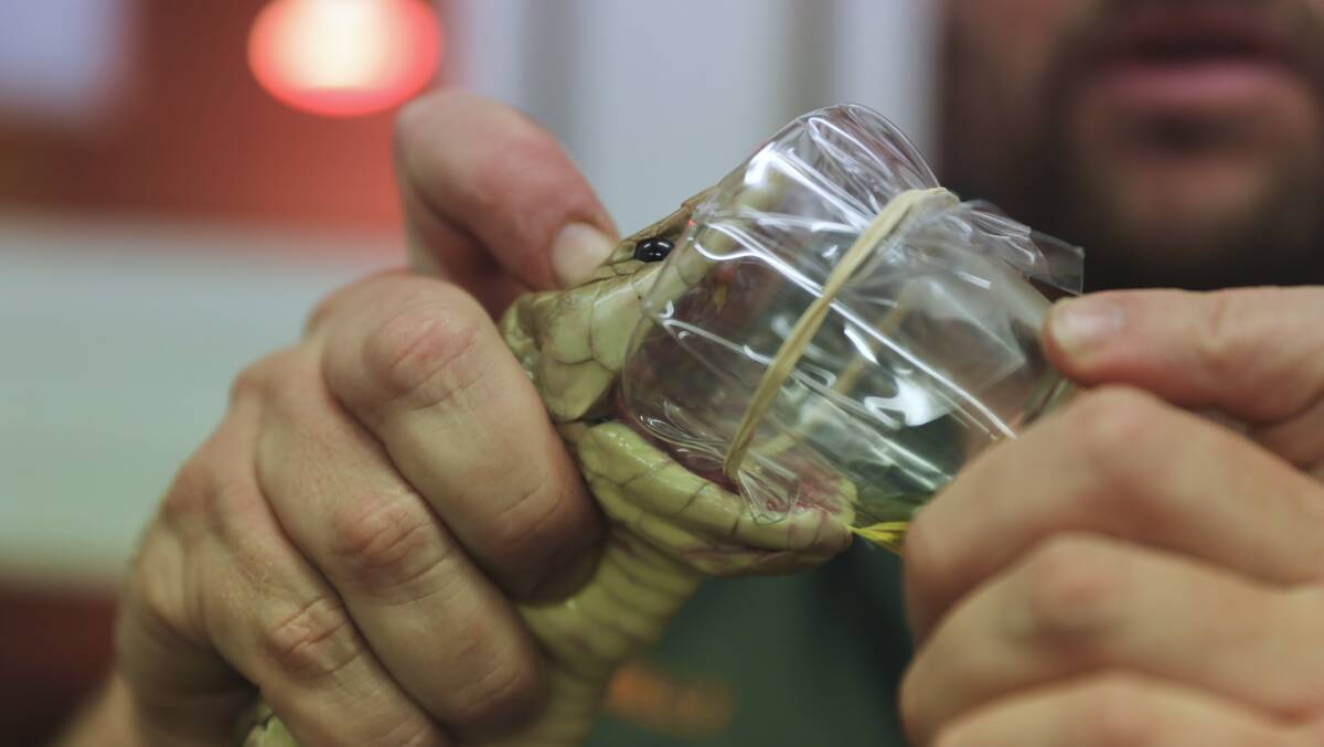 Titan the king brown snake producing venom at the Australian Reptile Park with Billy Collett. Photo credit: Australian Reptile Park.
