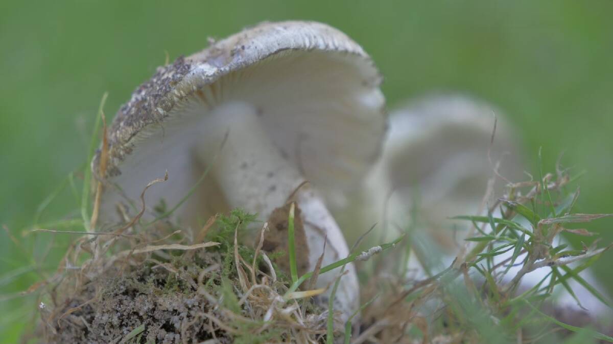 Wild mushrooms should not be eaten, SA Health warns. Picture by Mike Cranmer/SA Health