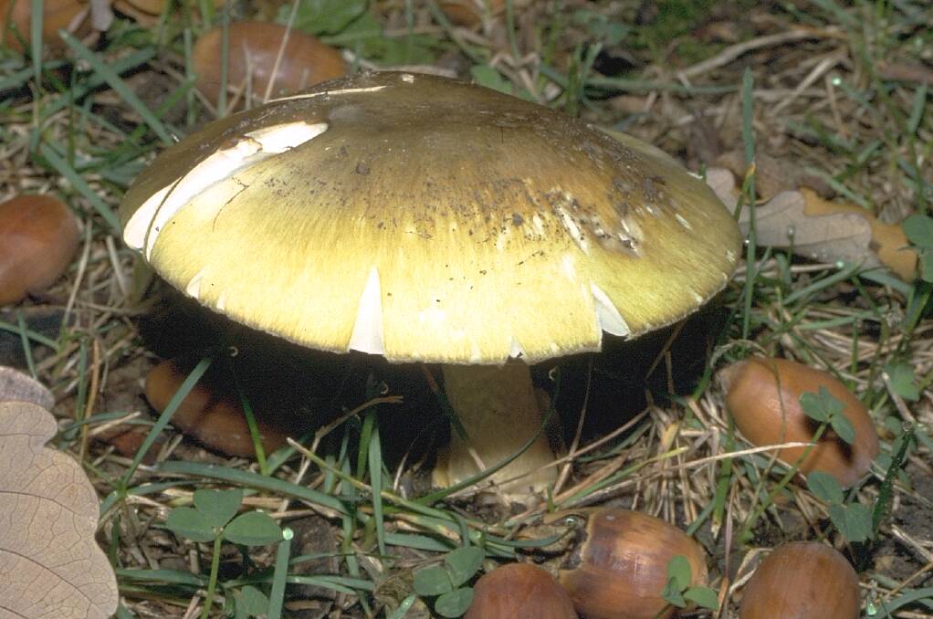The deathcap mushroom. Picture by Australian National Botanic Gardens