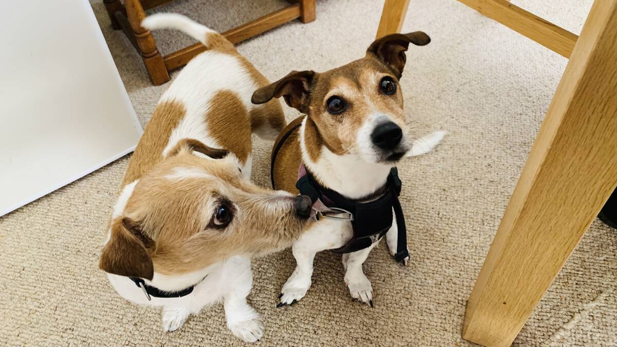 Wally and Lily barked that it was love at first sniff when they met. Picture supplied
