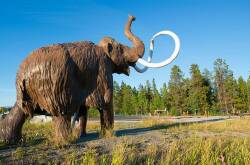DISCOVERED: A 30,000-year-old mummified infant wooly mammoth was found in Yukon, Canada, in June. Photo: TravMedia Australia. 