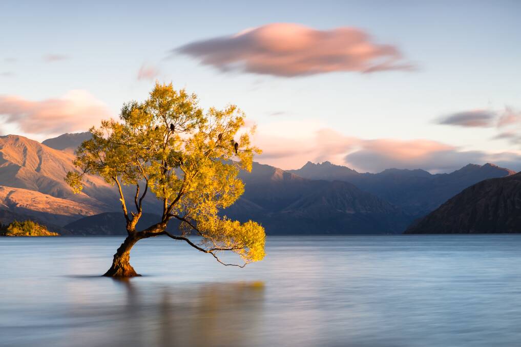 A sole willow in the middle of Lake Wanaka in New Zealand. Picture: Shutterstock