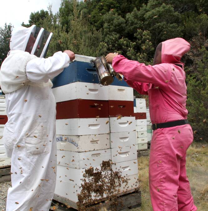 Beekeepers are at odds over whether the current strategy of destroying hives in varroa affected areas is viable in the long term. File picture