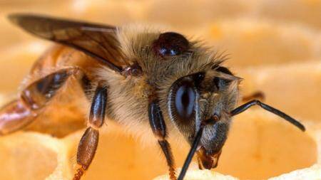 Varroa destructor (varroa mite) attacks European honeybees (Apis mellifera). Its thought to be one of the greatest threats to Australias honey and honey bee pollination plant industries. Picture supplied by DAFF
