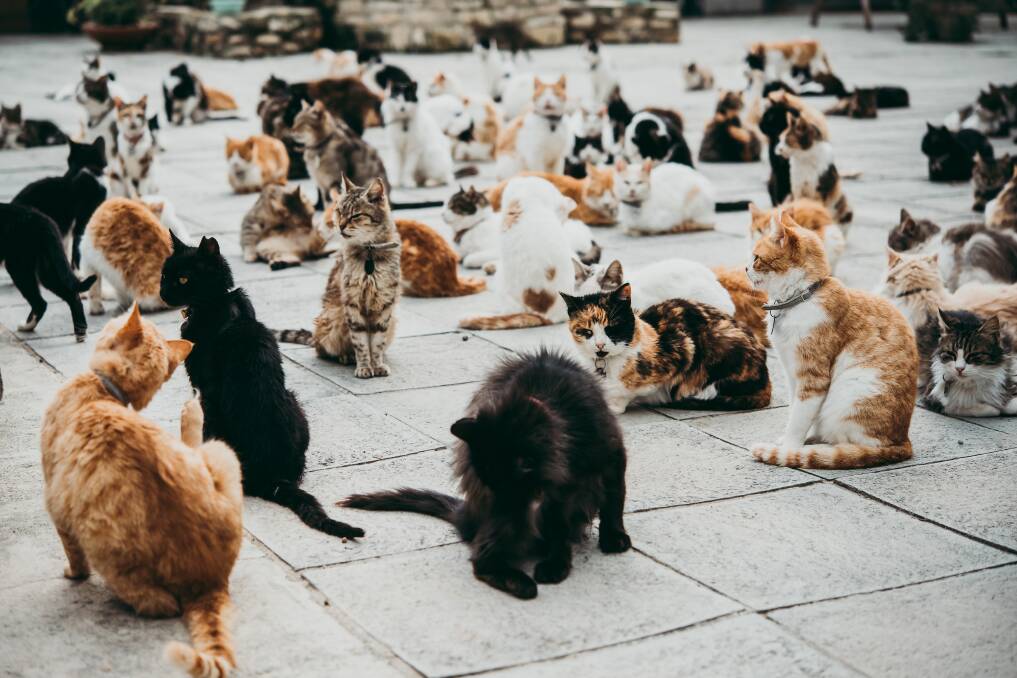 Cats of Malcolm Cat Sanctuary in Cyprus. Picture from Shutterstock.
