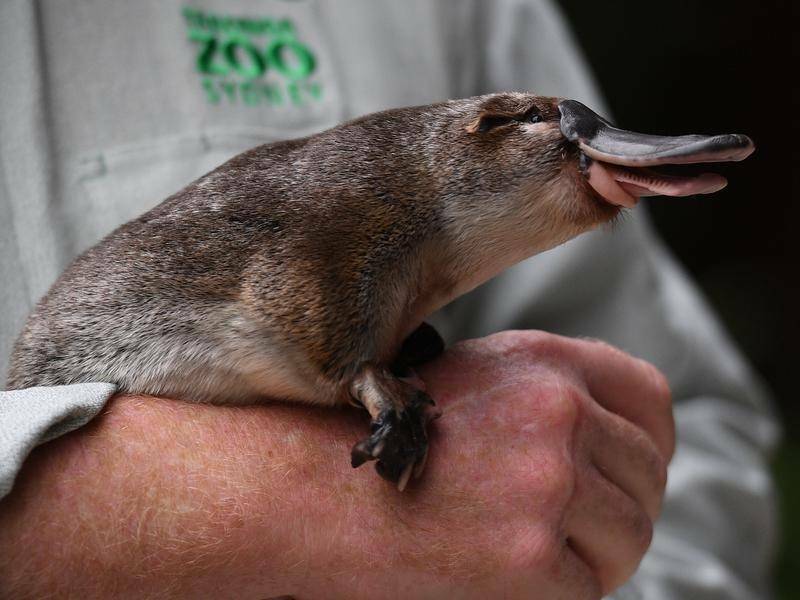 Platypus are under threat from habitat destruction amid increasing extreme climate events. (Dean Lewins/AAP PHOTOS)