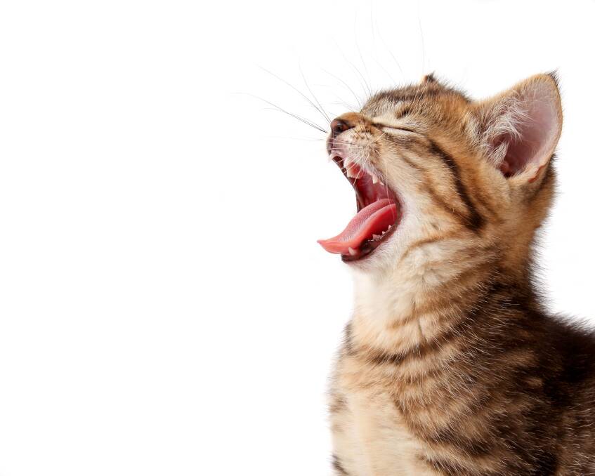 JUST AHHFUL: Cats don't make it easy to prevent or detect dental disease. Picture: Shutterstock