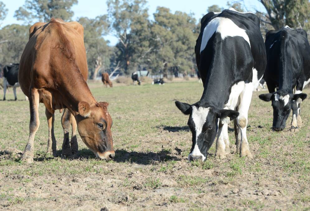 Can 10c/litre more save drought-ravaged dairy farms?