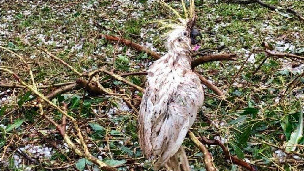 Coolabunia farmer Damien Tessman spotted this poor cockatoo as he assessed the damage to his property. Picture: DAMIEN TESSMANN