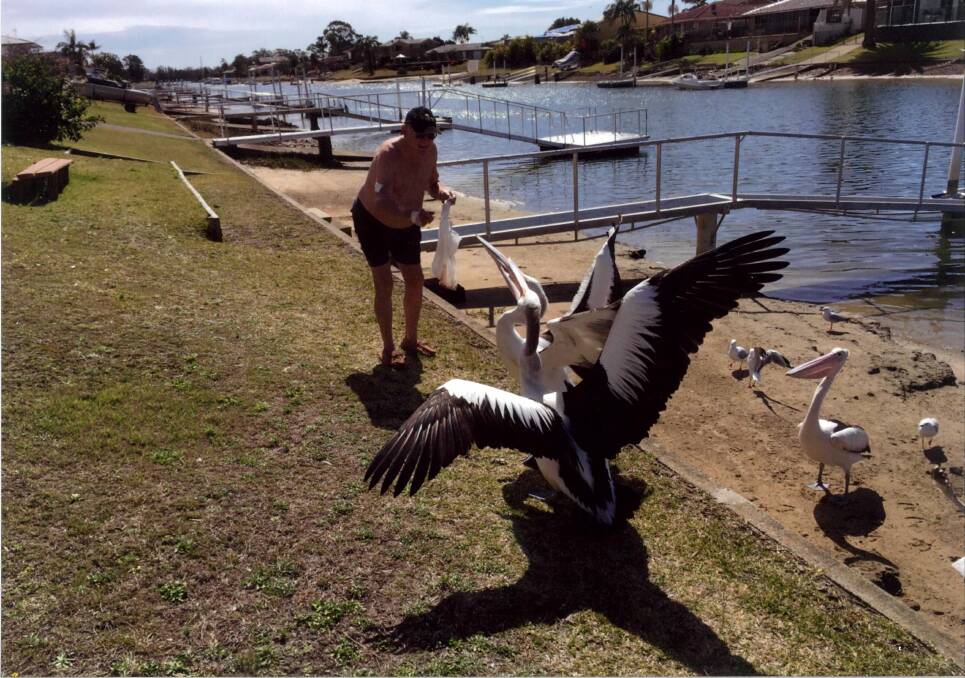 Feeding time: Port Macquarie's Tom Pearson feeding his pod of pelicans included his favourites Roger and Marilyn.