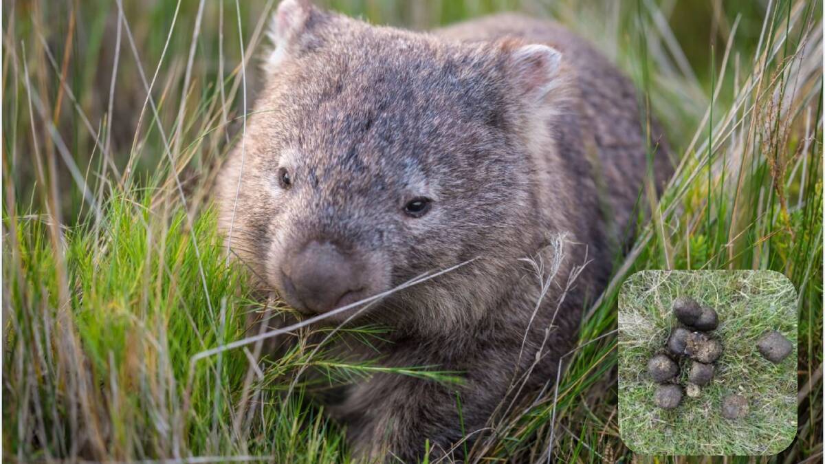 Science answers life’s big question: Why is wombat poo square?