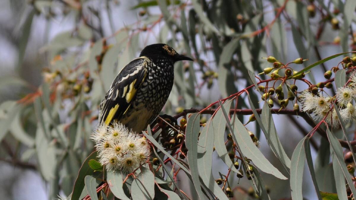 PRIZE: The endangered regent honey eater feeds in a tree at the corner of Keft Avenue and Hyam Street in Nowra. Photo: Denis Thorpe
