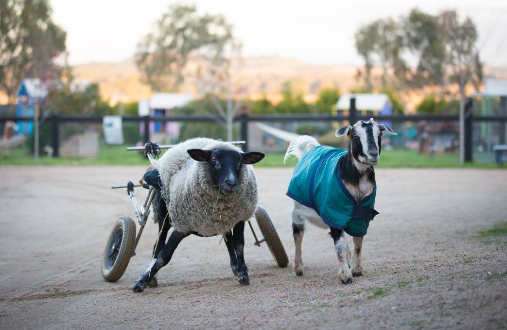 Meet some of the rescued farms animals who have been given a second chance at life.