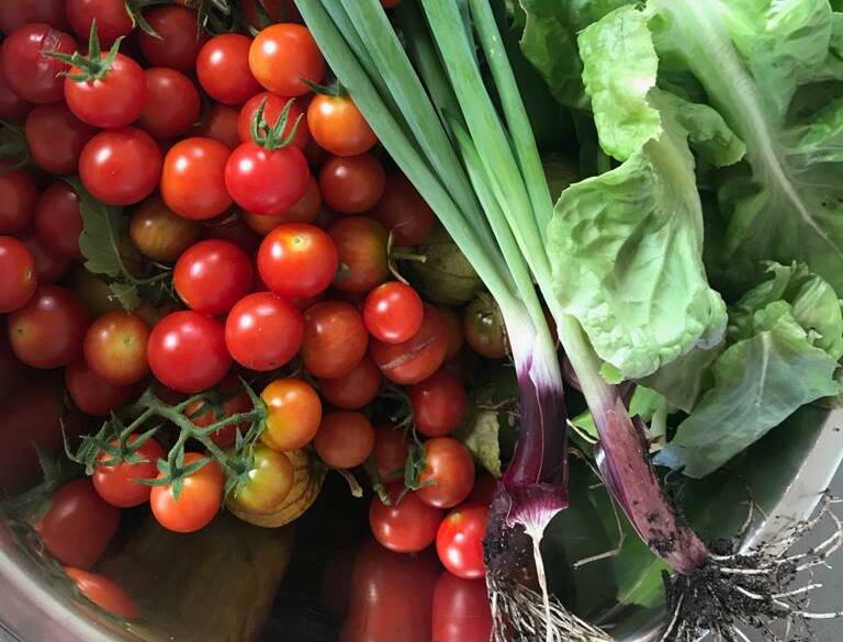 RICH PICKINGS: From cherry tomatoes and lettuce to spring onions, there's no limit to what you can grown in your garden. Photo: Geraldine Cardozo