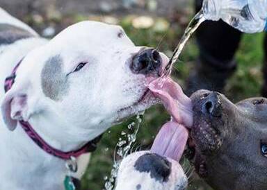 Keep your pets hydrated as temperatures soar.