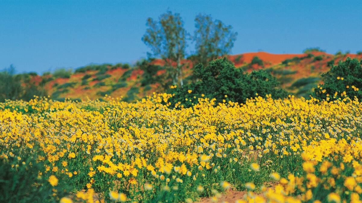GREAT SHOW: People travelling to Birdsville are in for a visual treat, with recent floods and rainfall bringing the Simpson Desert and Birdsville Chanel Country to life with desert wildflowers. Photo: Tourism and Events Queensland.