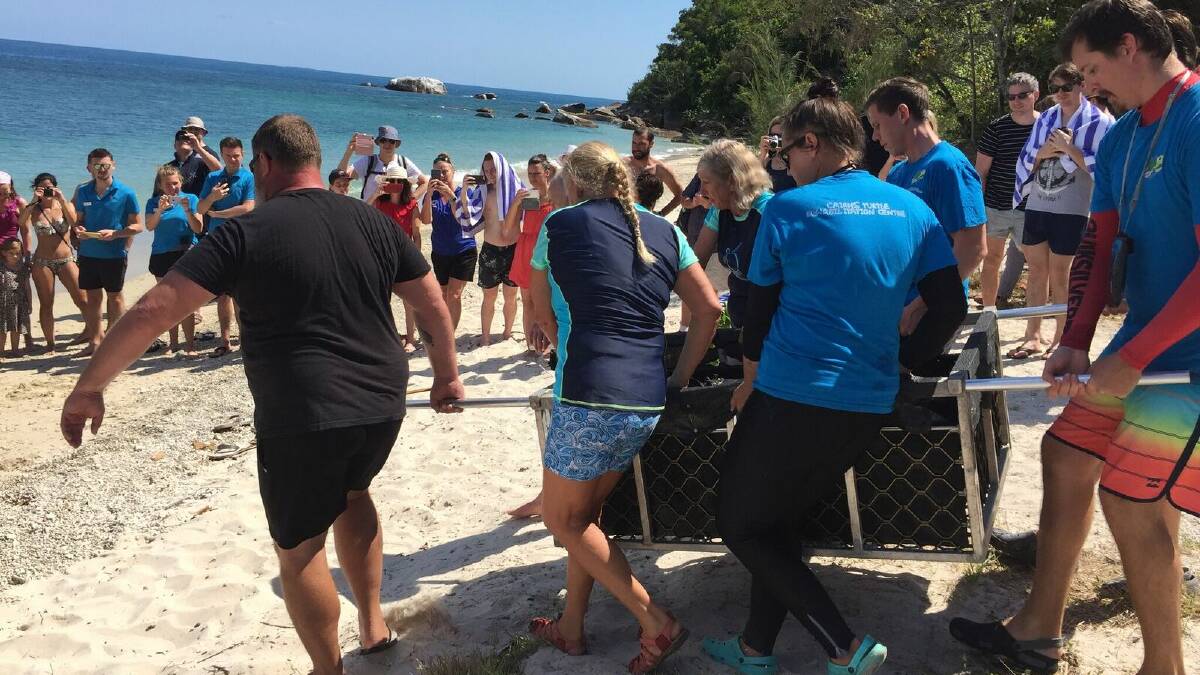 SHELL SHOCKED: Margaret the turtle is gently carried to the shoreline.