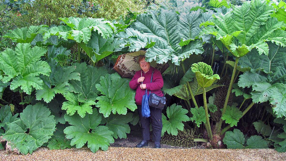 RARE FIND: Maureen hides among some Chilean or giant rhubarb (Gunnera manicata) in the Royal Horticultural Society Garden at Wisley, England. This inedible rhubarb makes an amazing plant in the right growing conditions (damp, boggy areas).