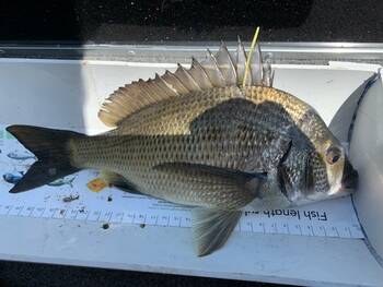 As part of the golden tag competition, Victorian Fisheries Authority is tagging black bream as well as dusky flathead and King George whiting in East Gippsland, and in the north east, Murray cod, brown trout and rainbow trout.
