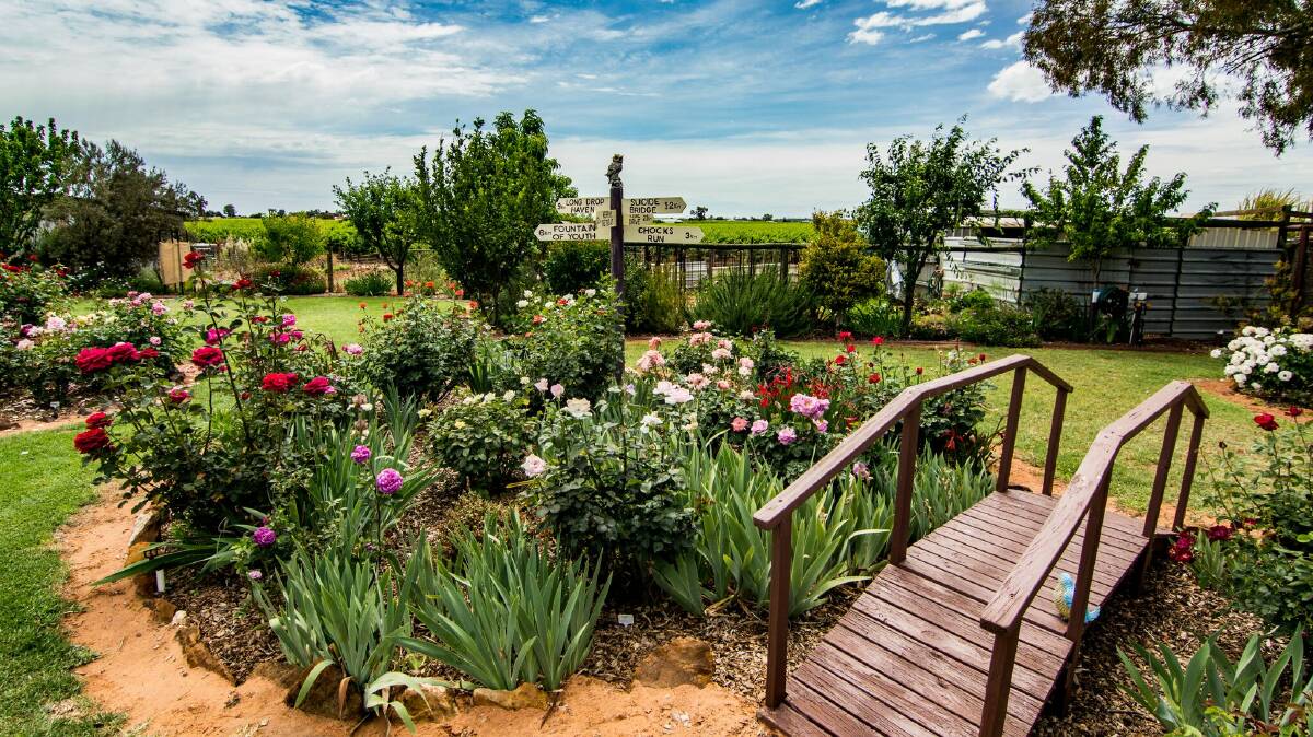 COMING UP ROSY: One of the open gardens at Renmark Rose Festival. Photo: Chad Vigar.