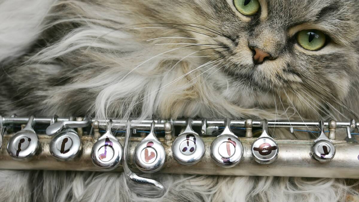 Feline like some baroque? Curl up and enjoy a cat concert