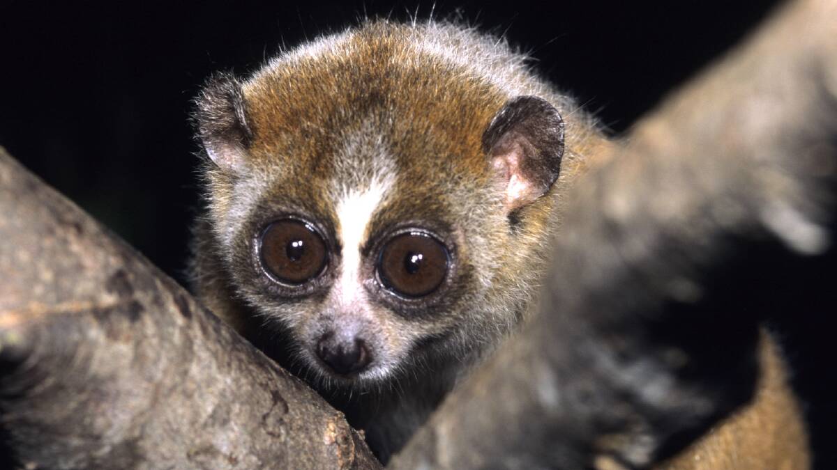 This cute, but venomous, mammal - the slow loris - may hold the clue to why cats make us sneeze.