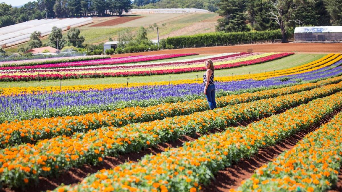 Where to check out Australia's spring blooms