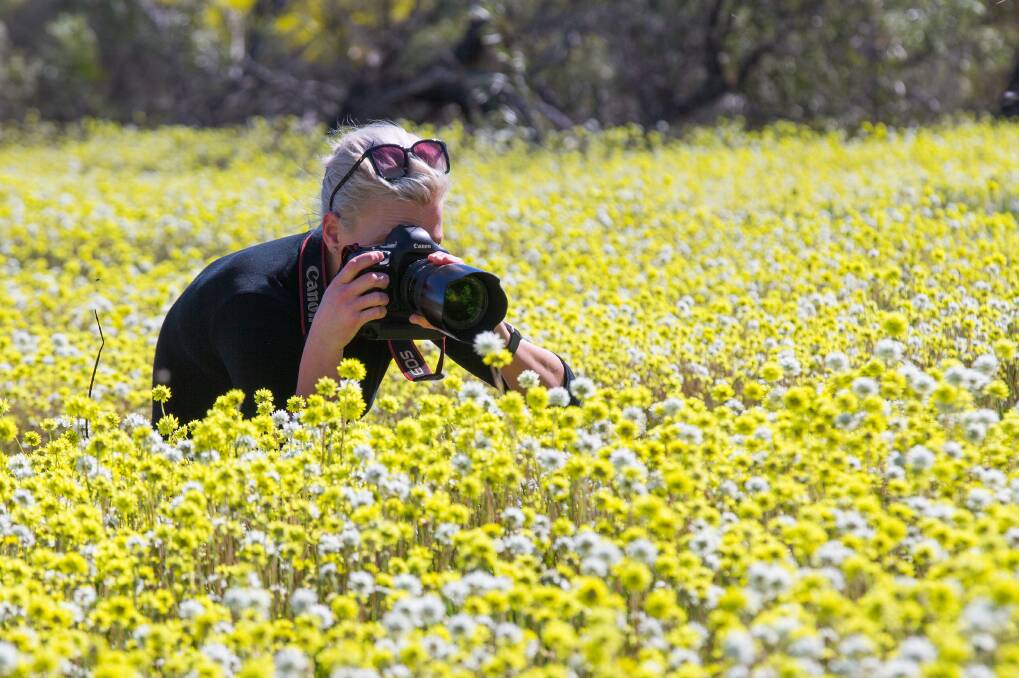 PICTURE PERFECT: The Carnamah-Eneabba Wildflower Drive provides one of the largest and most spectacular wildflower displays on the Coral Coast. 