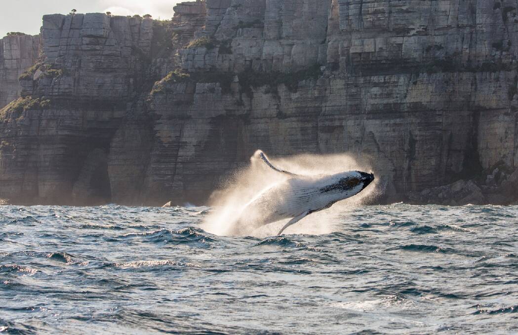 NEWS SPLASH: See whales, and save with your NSW Dine & Discover voucher, on a Captain Cook Tour from Sydney.