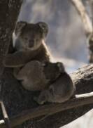 KI is also home to a population of Chlamydia-free koalas.