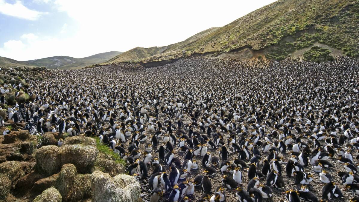 Penguins on Macquarie Island. Photo: Shutterstock