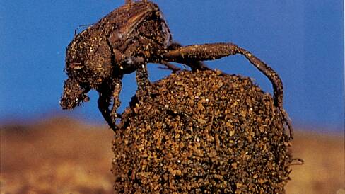 BEEN THERE, DUNG THAT:  A dung beetle at work. Photo: John Green/CSIRO Entomology