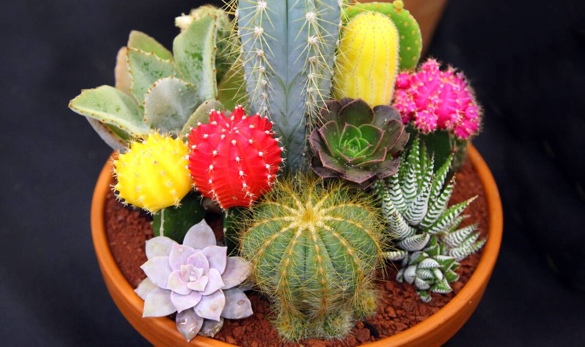 MOBILE COLOUR: Potted succulents are great for small spaces and patios and are easy to care for. Photo: Paul Lucas