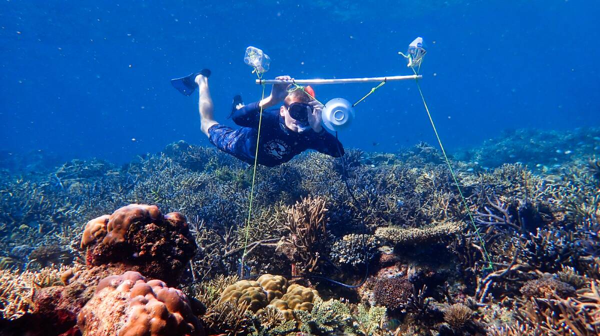 MAKING WAVES: Scientists place loudspeakers near coral to attract fish to the area.
