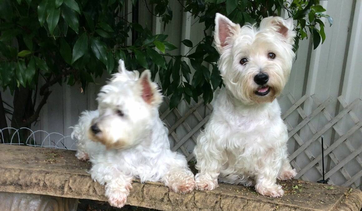 FUR BABIES: Bonnie and Chloe's "parents" have signed up with the RSPCA NSW Home Ever After program.