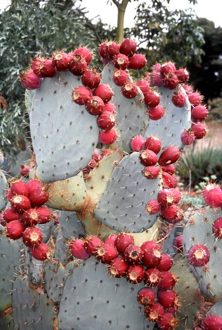 PEAR NECESSITIES: A blue prickly pear. "Usually the leaves are green. I love this photo, it shows how interesting the fruit are," writes Maureen Lucas. Photo: Paul Lucas