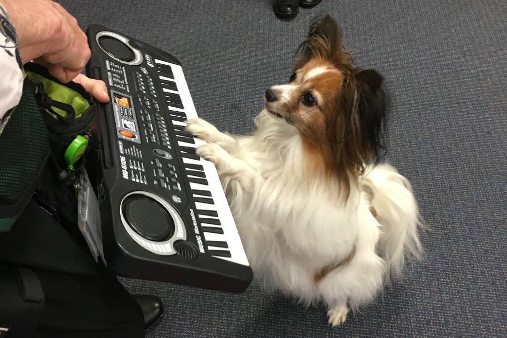 MUSIC HOUND: Rusty the papillon entertains the audience with some of his popular keyboard classics. 