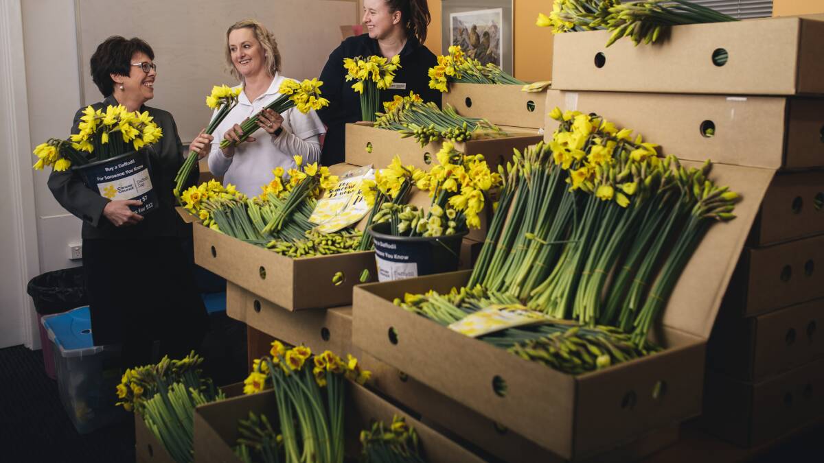 SAY IT WITH FLOWERS: Daffodil Day on August 24 is the Cancer Council's annual fundraising day for cancer research.