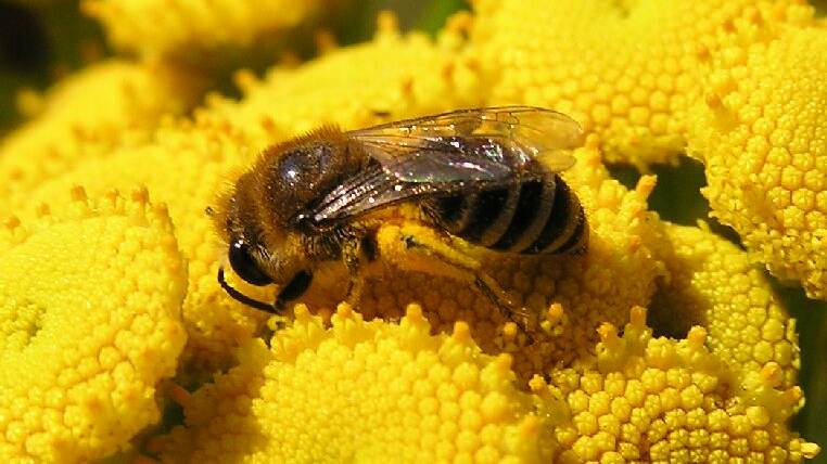 BEE QUICK: There are 16,000 different species of bees in the world (including some indigenous to Australia).