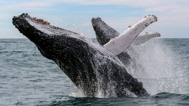 Humpack whales in action. Photo: Jodie Lowe