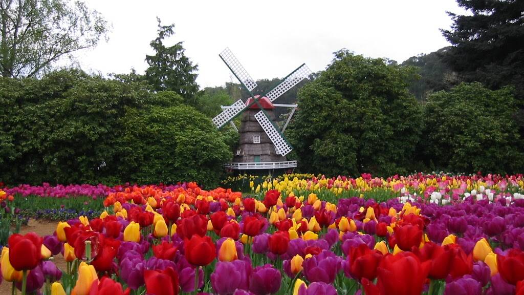 CARPET OF COLOUR: See 900,000 tulips in bloom over five acres at Tesselaar Tulip Festival. 