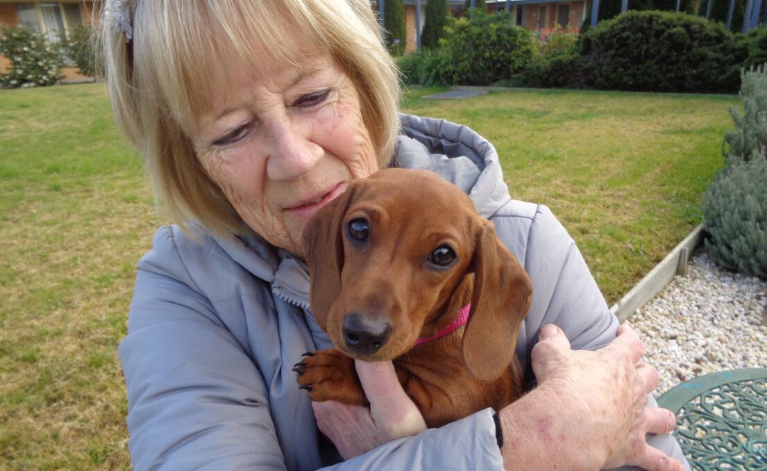 'PART OF THE FAMILY': Geelong retirement village resident Halina Eadie with her miniature dachshund Tilly.