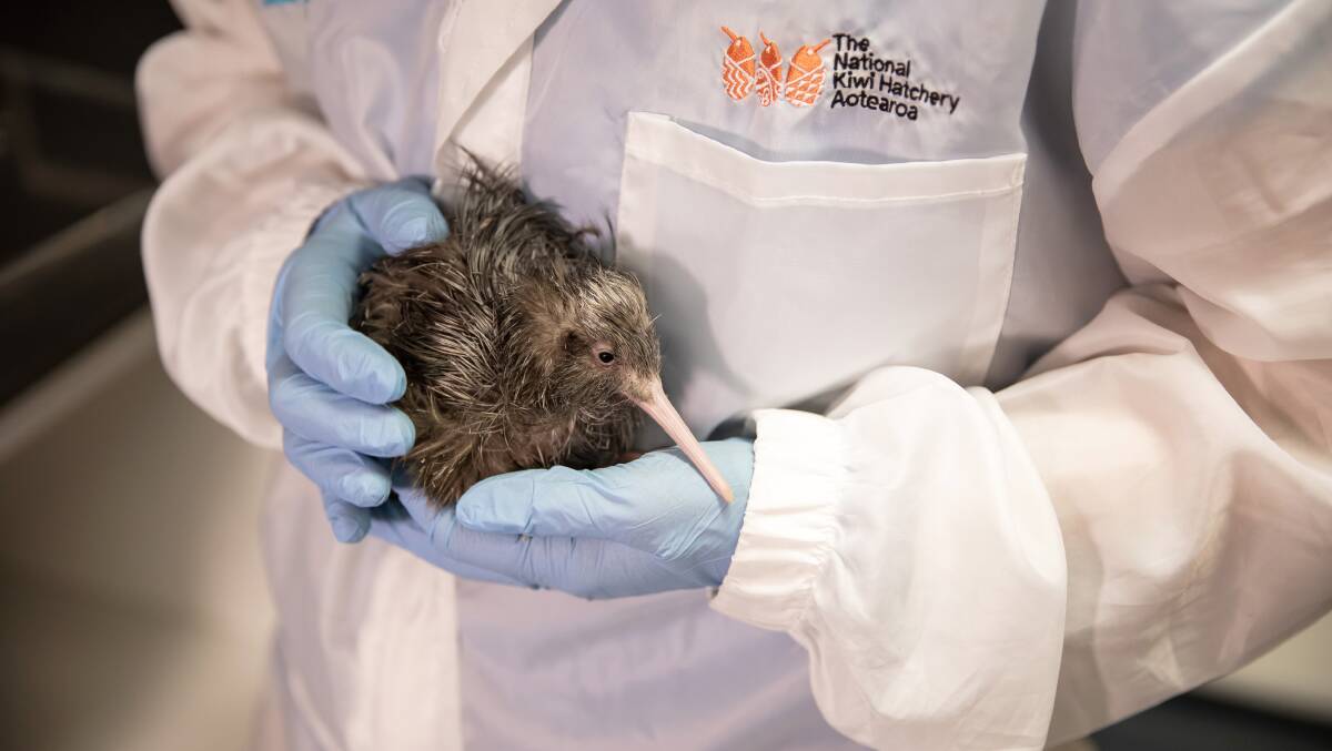 MAKING HISTORY: The fluffy chick is the 2000th kiwi to hatch at the National Kiwi Hatchery Aotearoa in New Zealand.