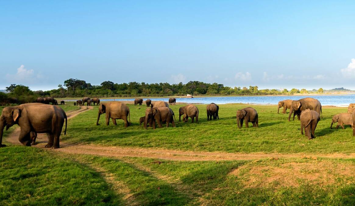 What grandchild can resist an elephant? Take the whole family on a trip to Sri Lanka.