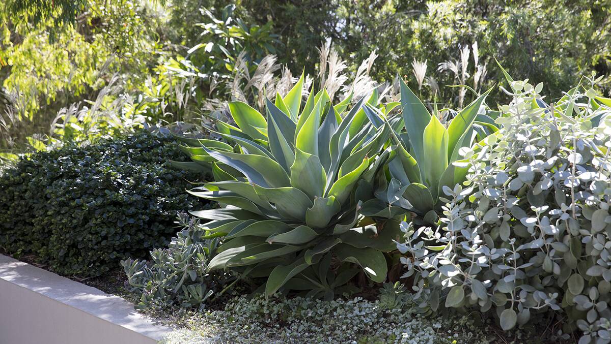 Succulents are some of the most versatile water-wise choices, such as this drought-resistant agave attenuate and small compact shrubby kalanchoe silver spoons and drought-resistant ground cover dichondra silver falls. 