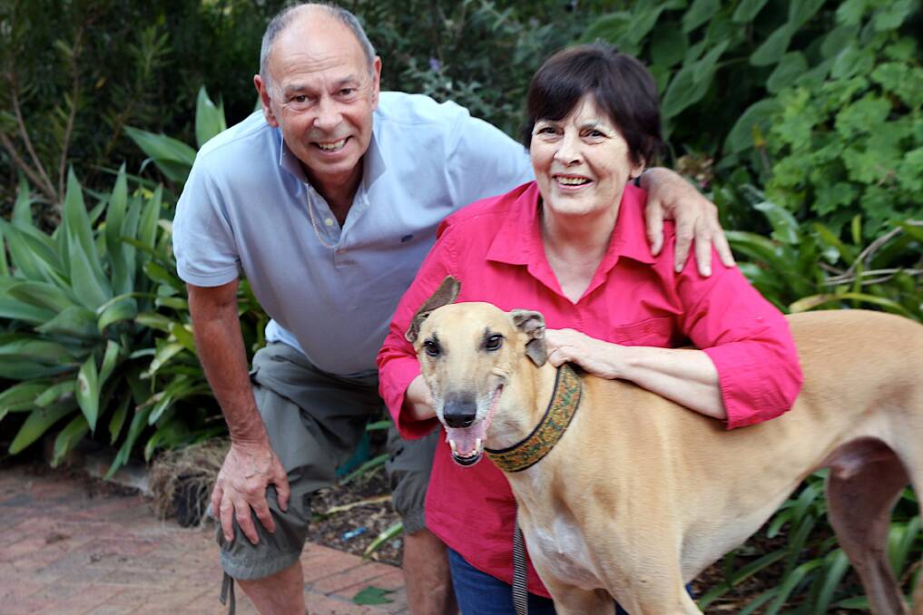 LOVE AT FIRST SIGHT: "You get hooked," say Greyhound Rescue founders Peter and Janet Flann, pictured here with Coco. April is Adopt-a-Greyhound month. 